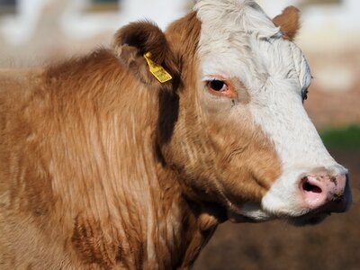 White cattle scot