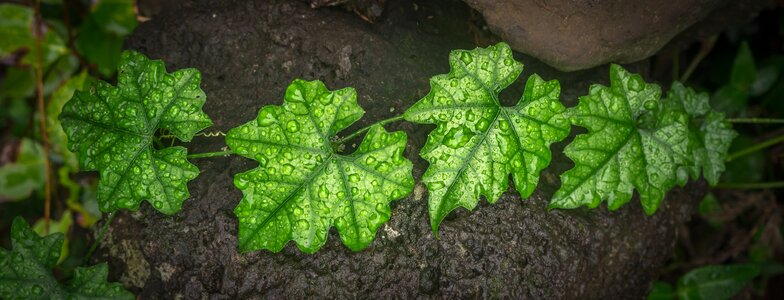 Plants the leaves green