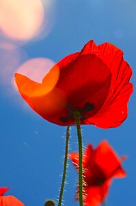 Red poppy meadow flower field photo