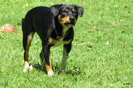 Dog canidae attack