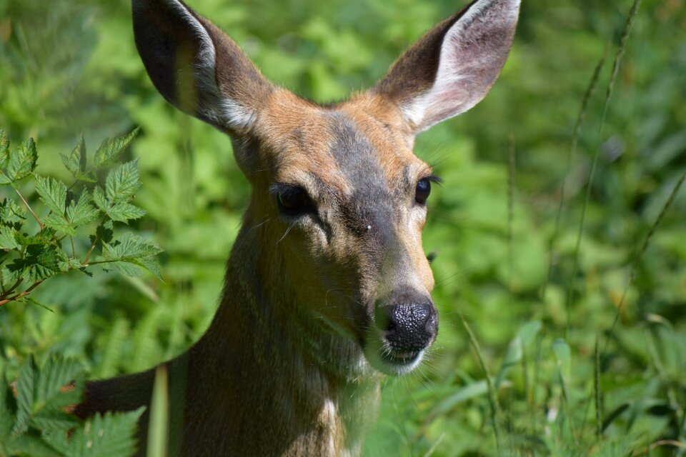 Wild outdoors animals