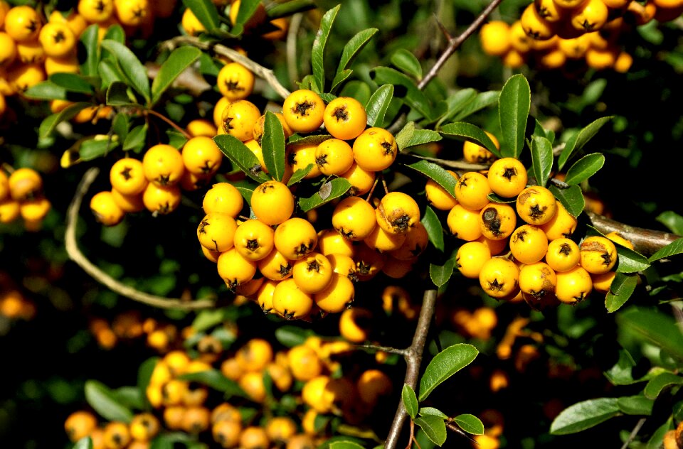 Nature foliage plant