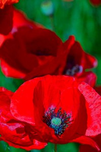 Red poppy meadow flower field photo