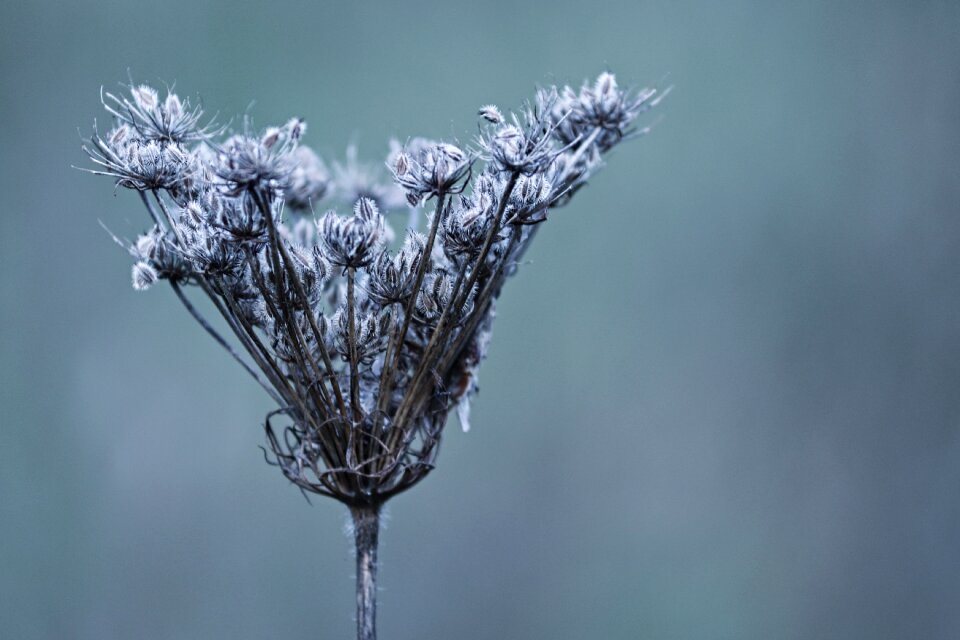 Seeds thistle plant