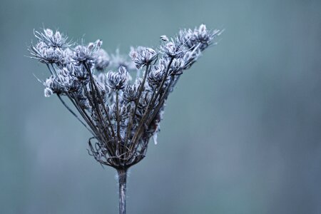 Seeds thistle plant