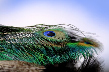 Bird plumage colorful
