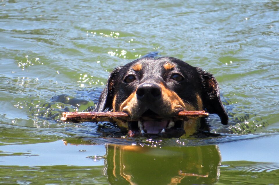 Nature dog handle