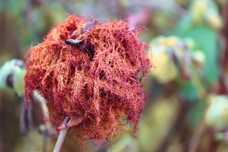 Spun yarn oriental chestnut gall wasp diplolepis rosae