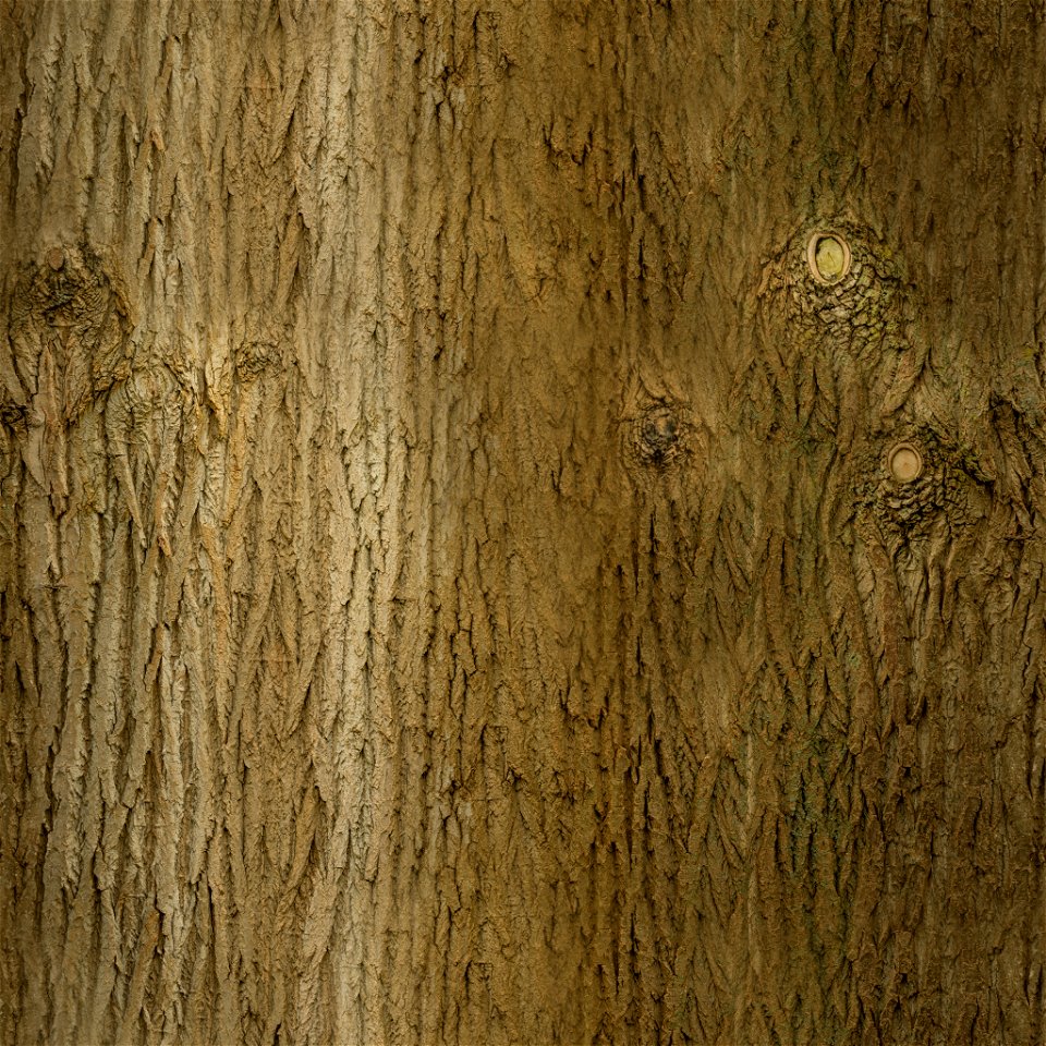 Bark Brown photo