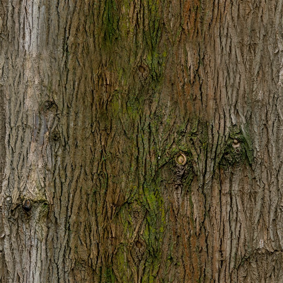 Bark Brown photo