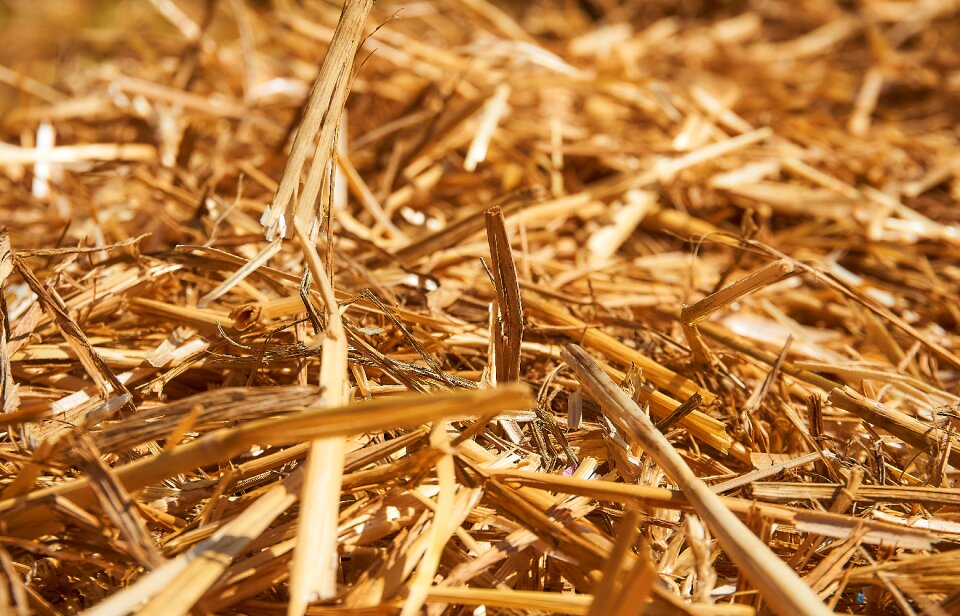Close up cereals wheat