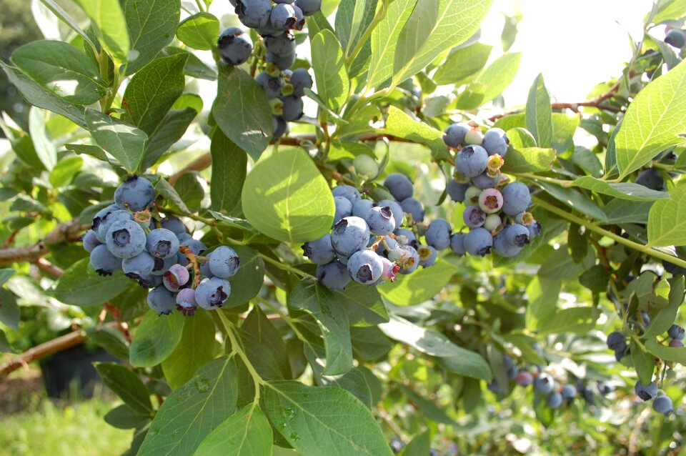 Berries food blue