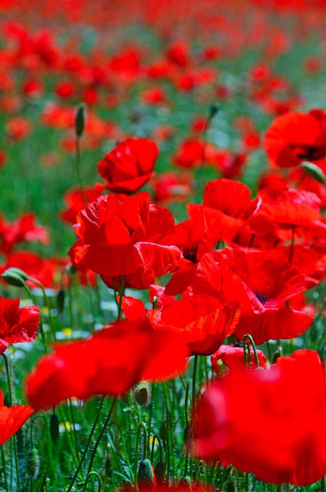Red summer flower red poppy