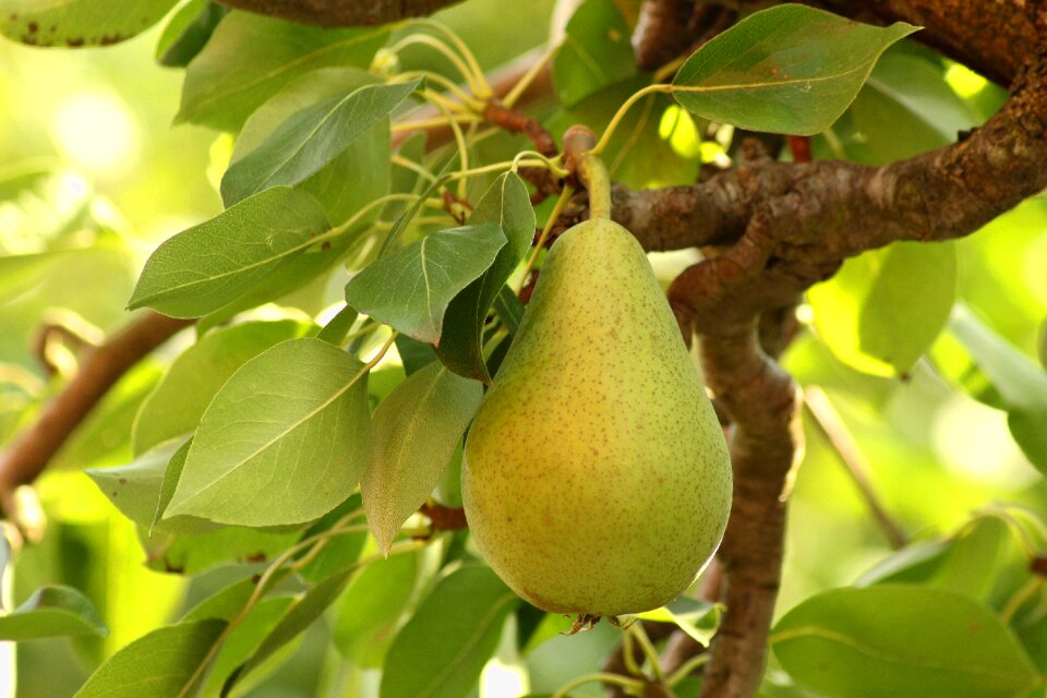 Fruit nature summer