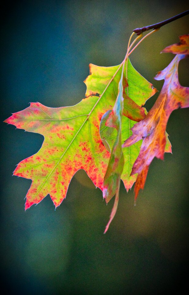 Autumn green red
