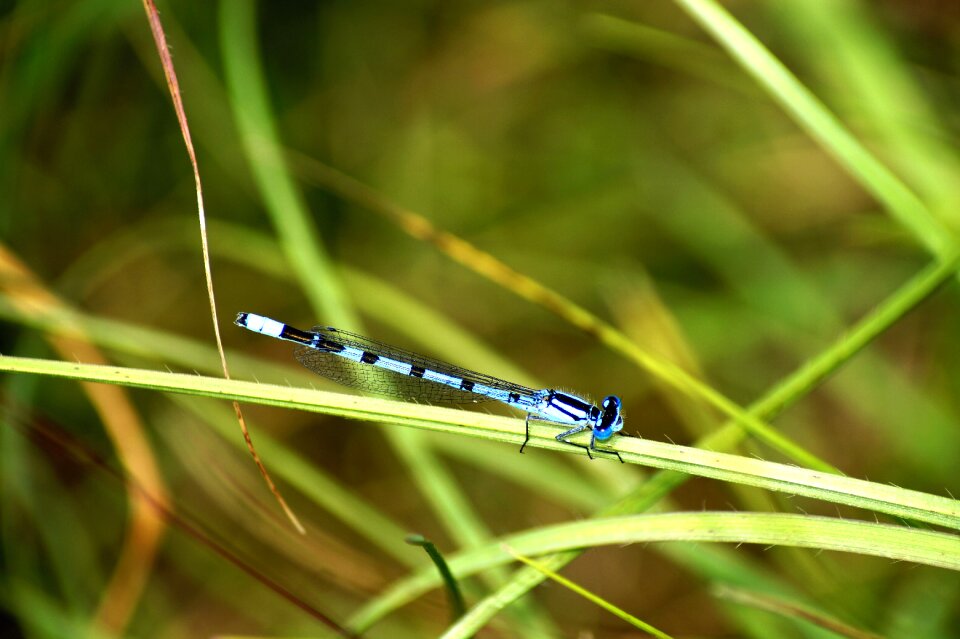 Wing flight insect sit