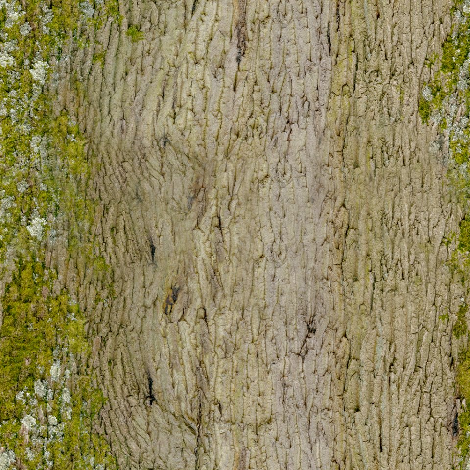 Tree Bark photo