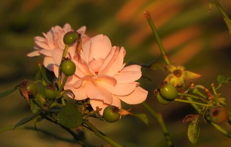 Pink close up plant