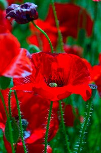 Red poppy meadow flower field photo