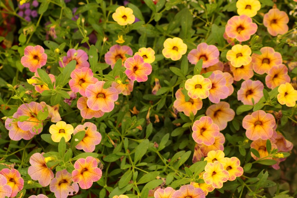 Color nature spring