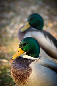 Nature cute animal world