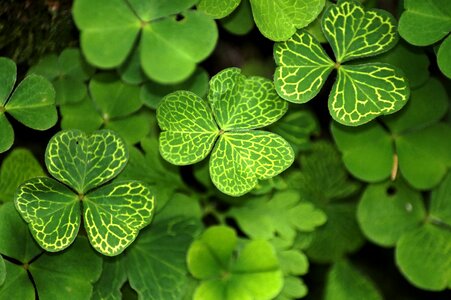 Symbol of good luck nature four leaf clover photo