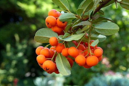 Sprig plant nature
