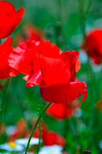 Red poppy meadow flower field