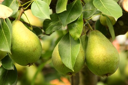 Fruit nature summer