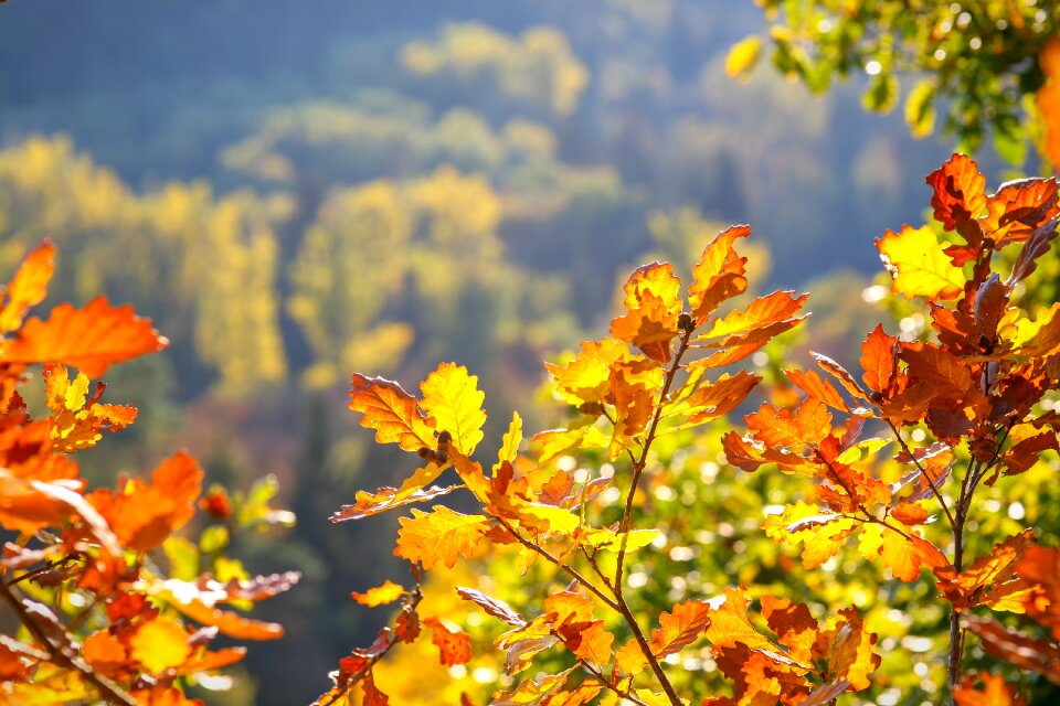 Leaves october colorful