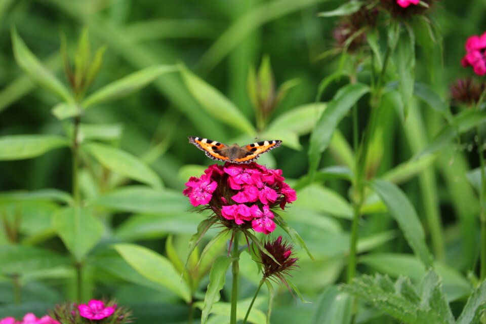 Summer flowers bloom