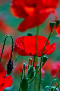 Red poppy meadow flower field