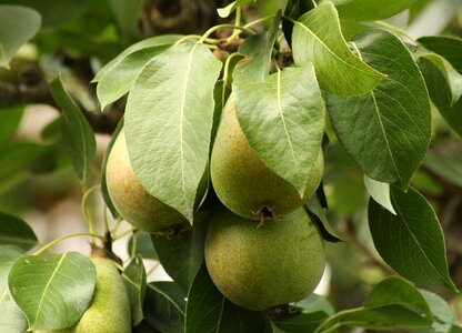 Fruit nature summer