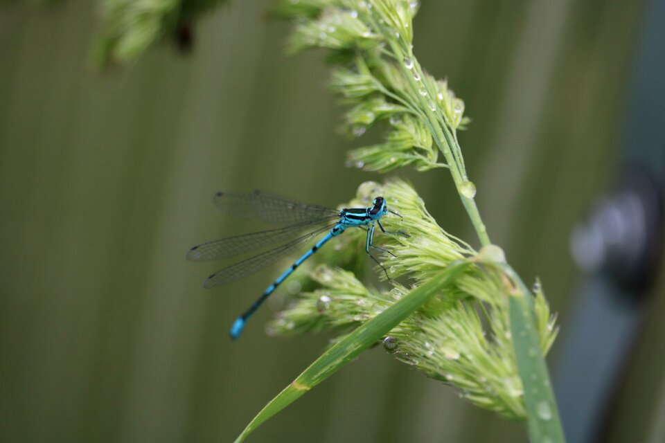 Blue green plant