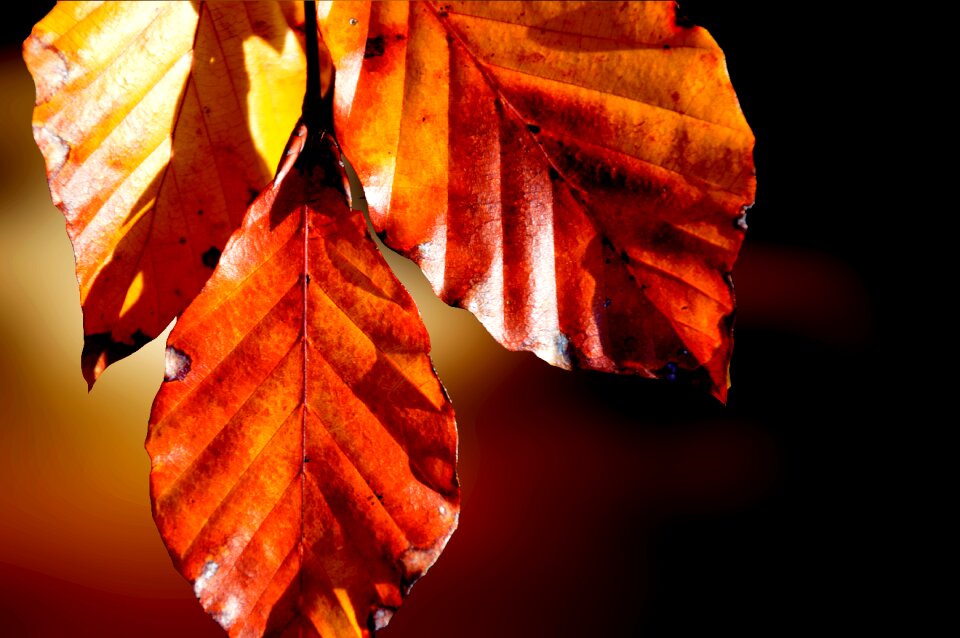 Autumn fall foliage color