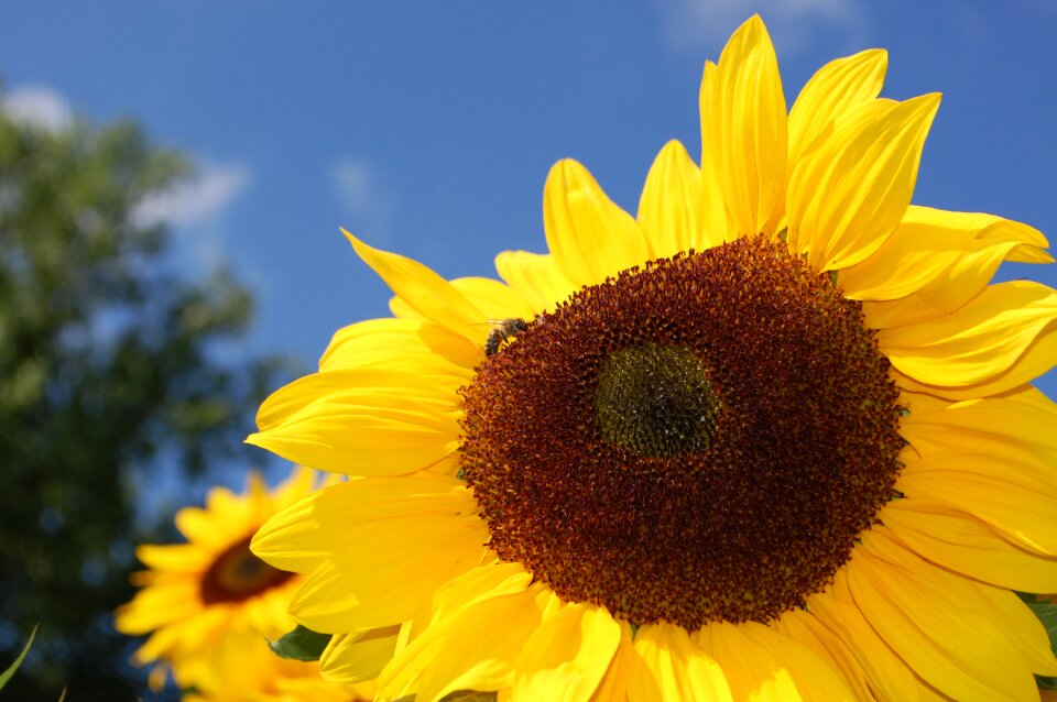 Yellow blossom bloom