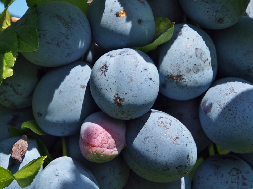 Purple harvest fill
