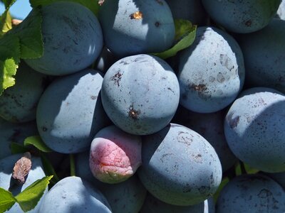 Purple harvest fill