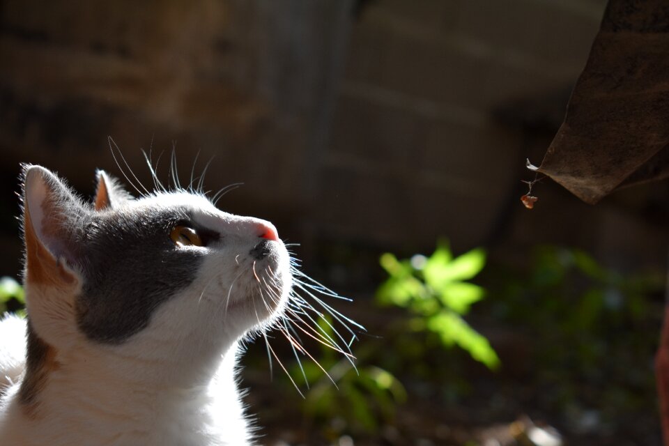 Feline animals kitten