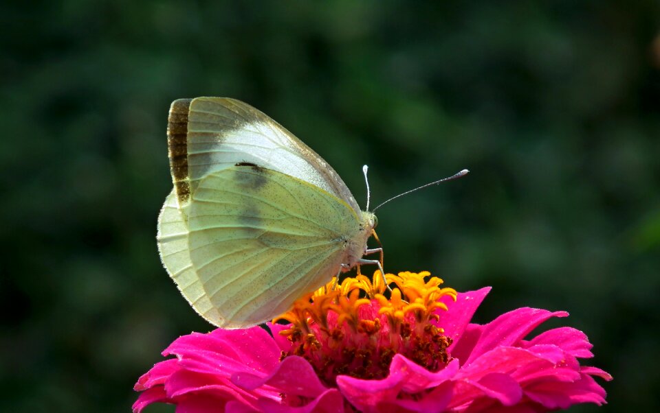 Macro flower zinnia