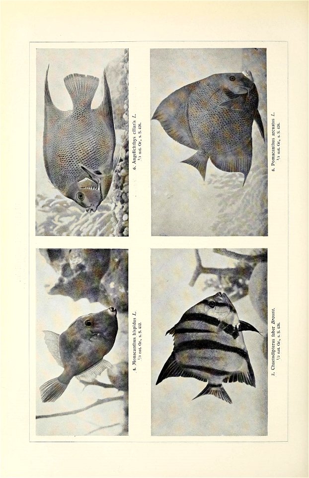 n585_w1150