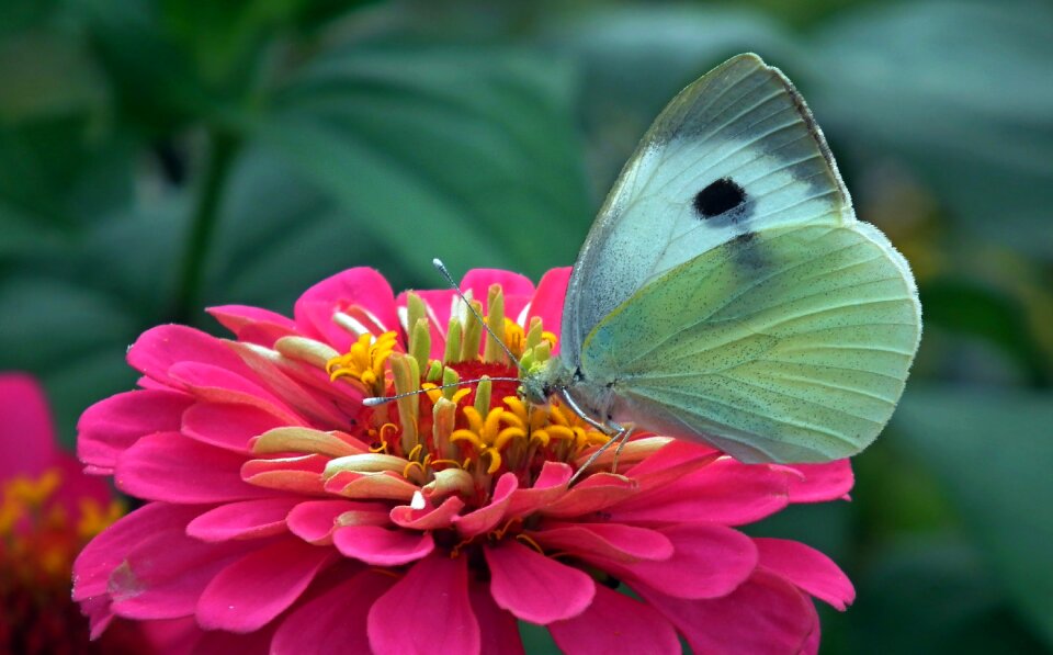 Macro flower summer