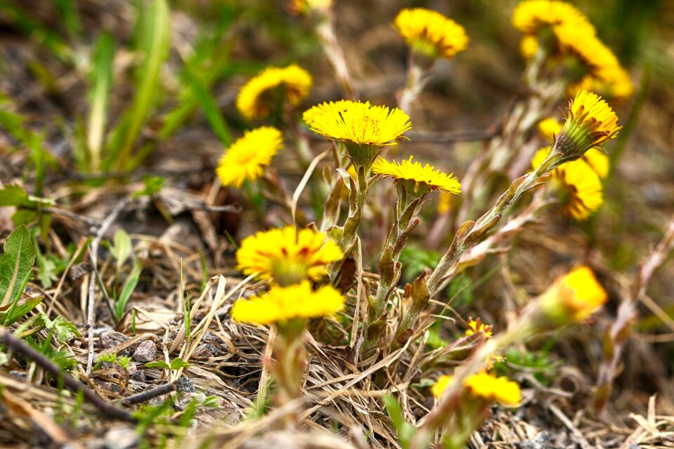 Flora flower spring