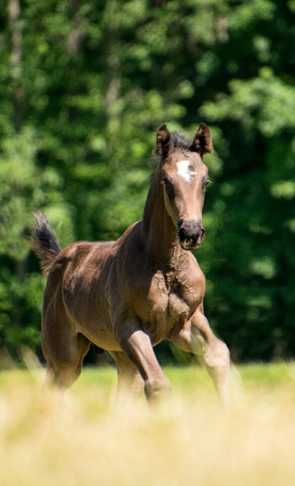 Rap gallop meadow