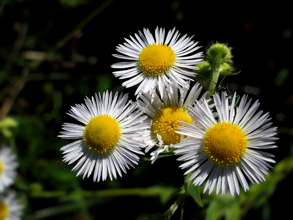Flower marguerite white
