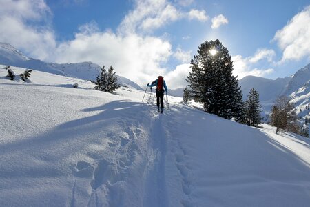 Snow fir tree backcountry skiiing