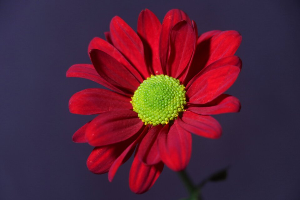 Bloom nature petals