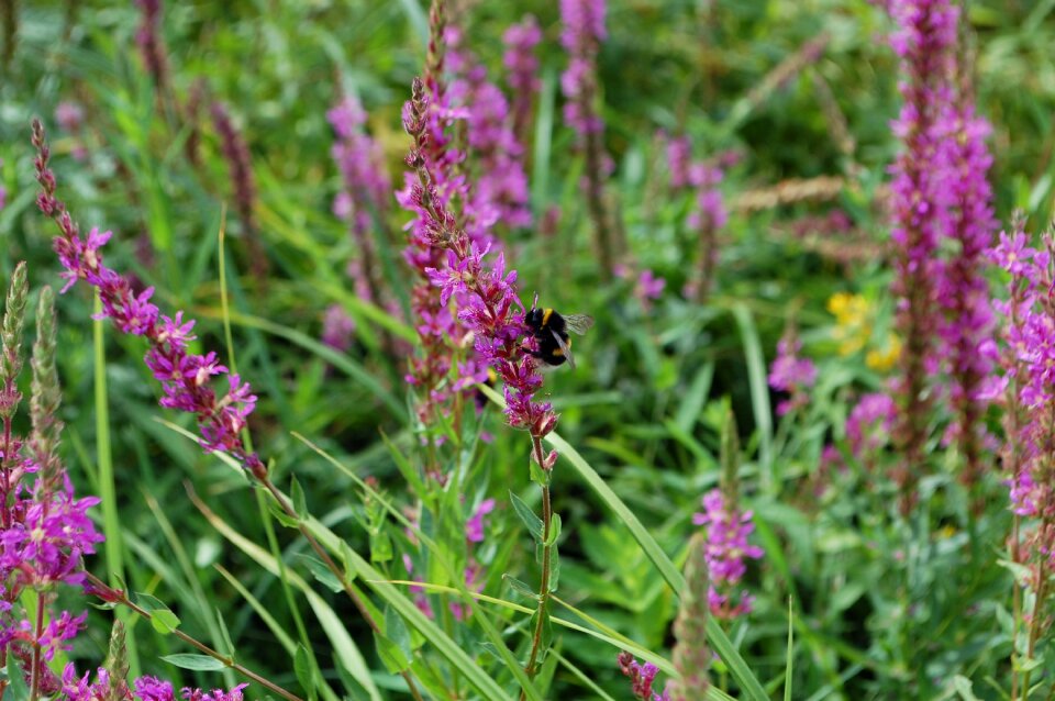 Pollen plant nature