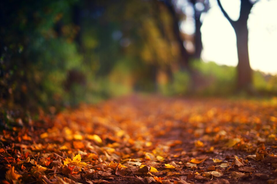 Away path trees