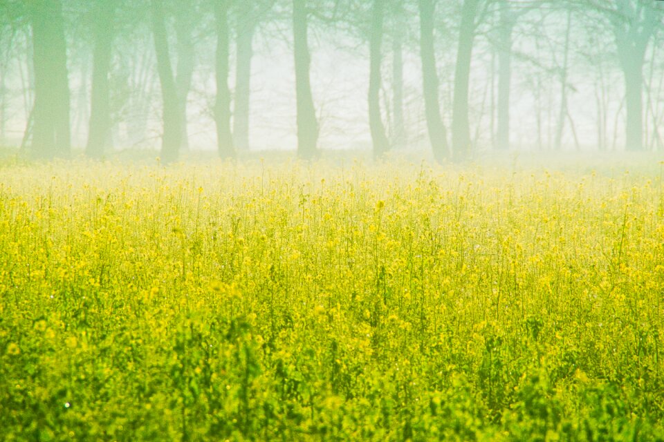 Field of rapeseeds oilseed rape yellow